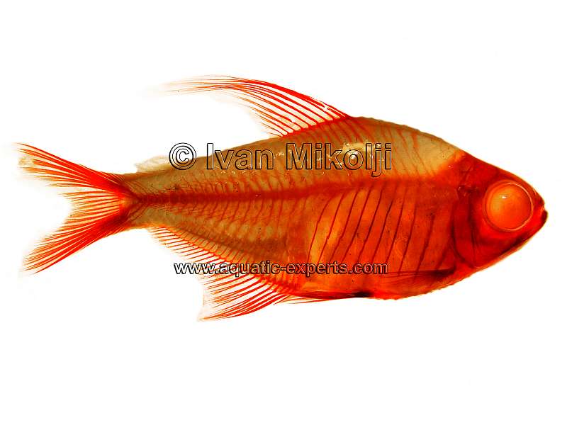 imagenes de los peces de venezuela